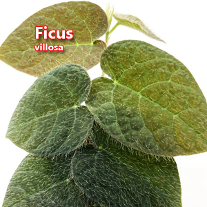 Ficus villosa